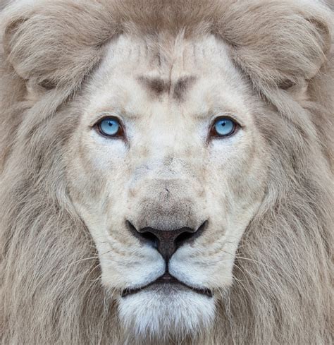 White lion with blue eyes portrait, looking straight at the camera - CEAI