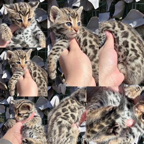 Asian leopard cat hybrids bengals f1 for Sale