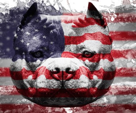 American Bully Wallpapers - Top Free American Bully Backgrounds - WallpaperAccess