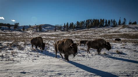 Opinion | Why Are We Still Slaughtering the American Bison? - The New ...