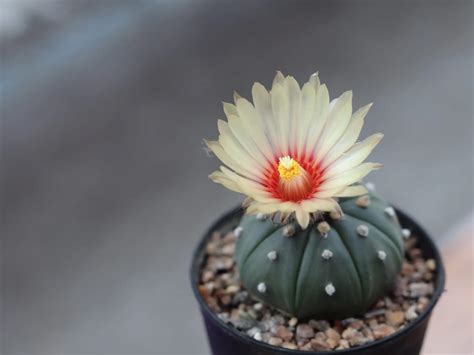 How Often Does a Cactus Bloom? – Green Garden Tribe