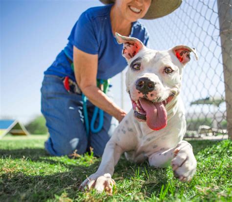 south hills pet rescue volunteer - Terrell Chisholm