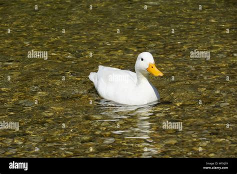 white duck on water Stock Photo - Alamy