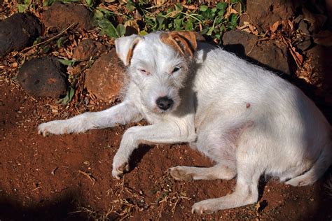 White Parsons Jack Russell Lying Free Stock Photo - Public Domain Pictures