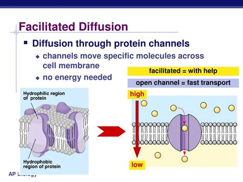 PPT - The Cell Membrane PowerPoint Presentation, free download - ID:2874170