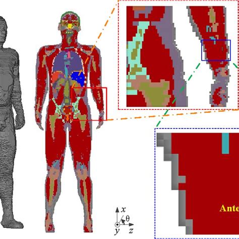 ‘Human body’ simulation environment in HFSS | Download Scientific Diagram