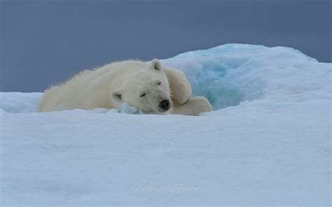 Polar bear resting on an ice floe in Svalbard, Norway. 81st parallel ...