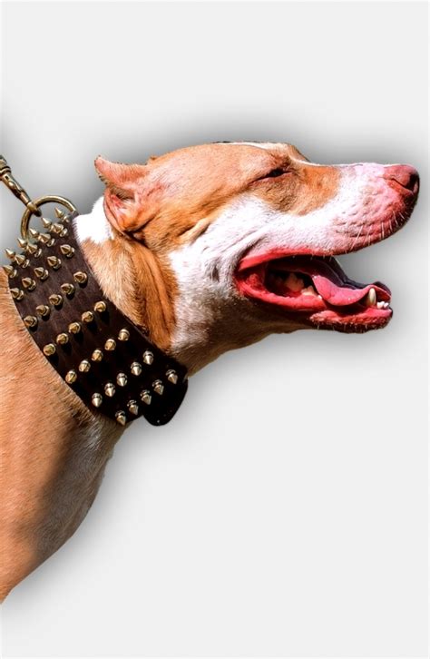 3 inch Wide Leather Pitbull Collar | Spiked Dog Collars