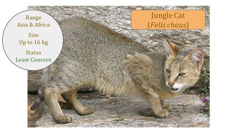 Small Wild Cats ~ Felis Genus ~ Felinae ~ Felis Lineage