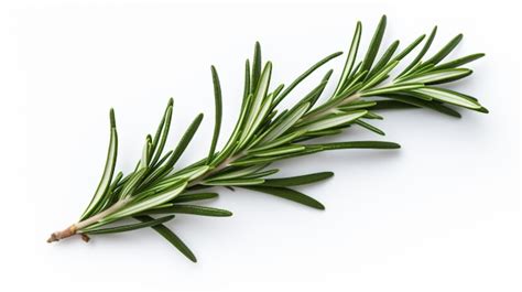 Premium AI Image | a sprig of rosemary on a white surface