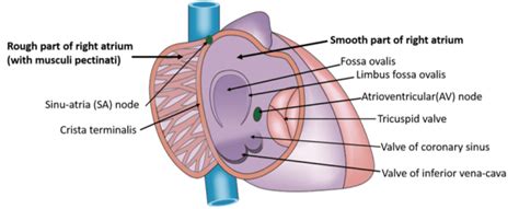 Heart - Internal Features , veins opening into right atrium, tetrology of Fallot , Anatomy QA