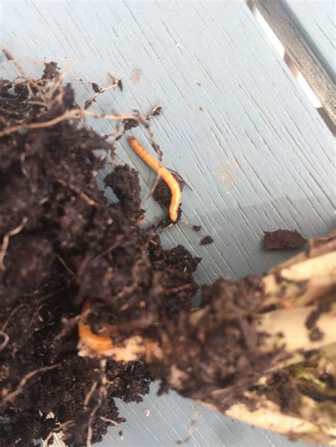 Maggots? Eating lettuce plants — BBC Gardeners' World Magazine