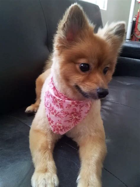 Top 6 Best Pomeranian Haircut Styles | The Paws