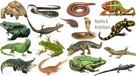 Reptiles & Amphibians Name Meaning & Picture | সরীসৃপ্‌ | Necessary Vocabulary - YouTube