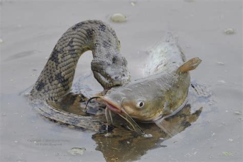 Diamond-backed Water Snake Attacking Then Eating Catfish | Flickr