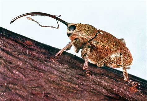 Acorn and nut weevil | Nut-Feeding, Bark-Boring, Pest Control | Britannica