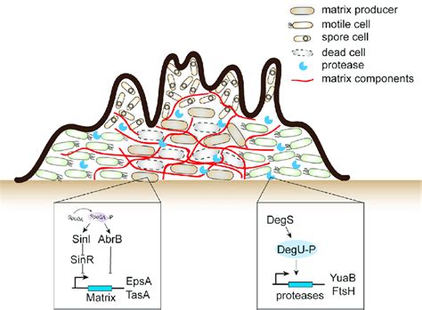 Schematic Diagram of Cross-Sectional Structure of Biofilm Different... | Download Scientific Diagram