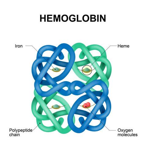 Quaternary Structure Of Protein