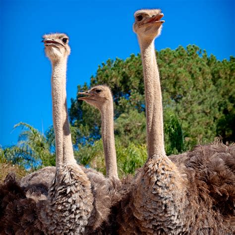 Ostriches - The San Diego Animal Sanctuary and Farm™