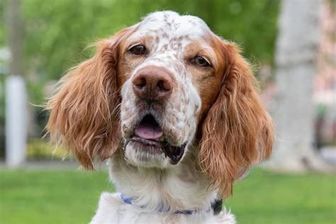 English Setter: Dog Breed Characteristics & Care