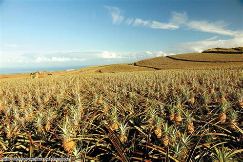 Maui Gold Pineapple | Haliimaile Pineapple Company