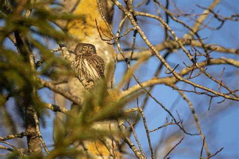 Eurasian Pygmy Owl Glaucidium - Free photo on Pixabay - Pixabay