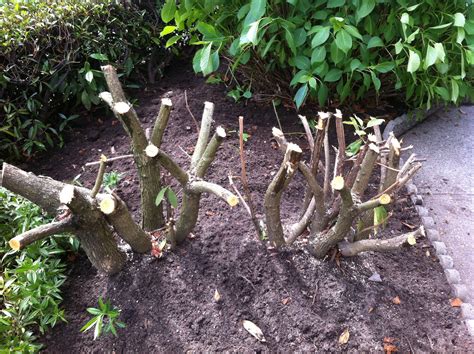 Landscaping and Property Maintenance - Rhododendron pruning 101 ...