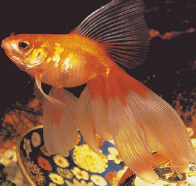 Veiltail Goldfish - Knowledge Base LookSeek.com