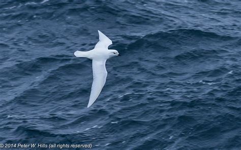 Petrel Snow (pagodroma nivea) adult flying - South Georgia - World Bird Photos | World Bird Photos