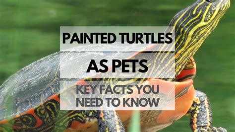 Painted Turtles as Pets: Key Facts You Need to Know - Reptiles Pets