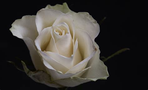 A Goodbye Rose | for David Van Cortlandt Crosby (* 14. Augus… | Flickr