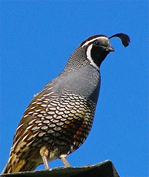 California Valley Quail | State birds, Wild bird feeders, Quail