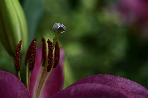 Lily Flower Pollen Stamens - Free photo on Pixabay