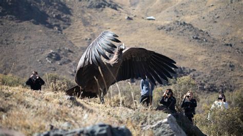 A look inside the monumental effort to save the Andean condor