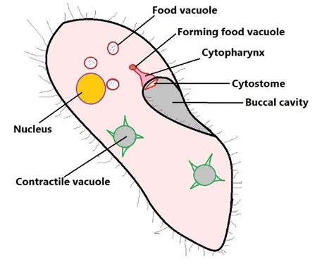 What is the Difference Between Cytostome and Cytopharynx?