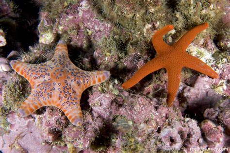 Fromia polypora - Many-spotted seastar | Reef Life Survey