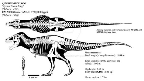 T Rex Skeleton Labeled