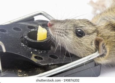 Rat Trap Large Rat Caught Fatally Stock Photo 190876202 | Shutterstock