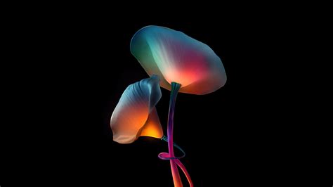 Flowers Oled Wallpaper,HD Artist Wallpapers,4k Wallpapers,Images,Backgrounds,Photos and Pictures