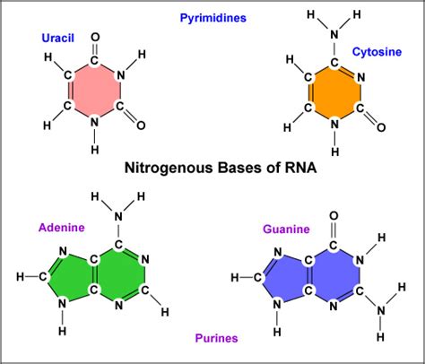 Nitrogenous Bases in RNA