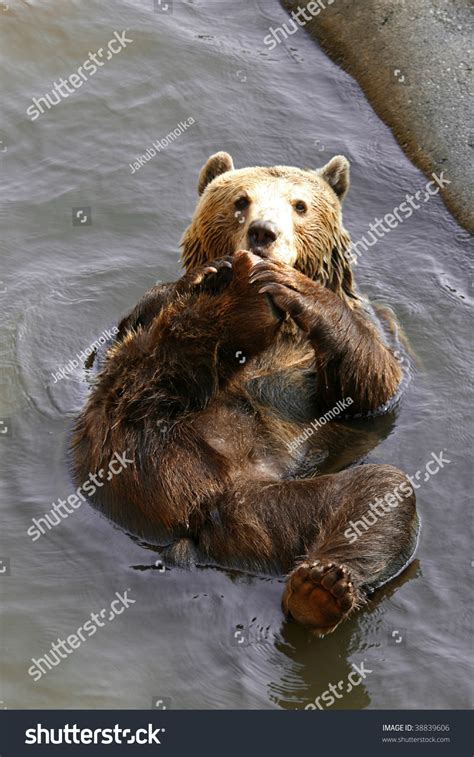 Bear In Water Stock Photo 38839606 : Shutterstock