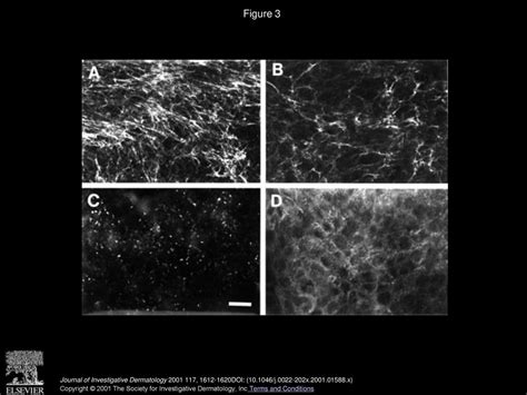 Assembly of Epithelial Cell Fibrillins - ppt download