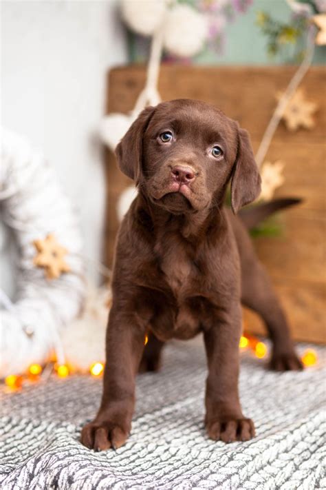 Chocolate Labrador – Kellys Kennels