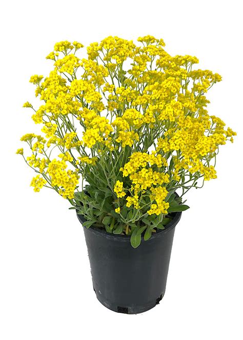 Aurinia 'Basket of Gold Alyssum' 1 Gallon - The Garden Corner