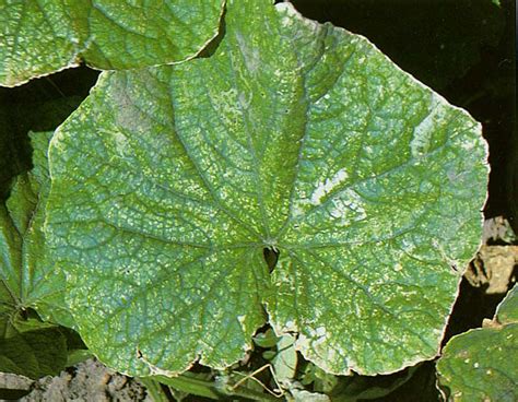 Manganese Deficiency | Vegetable Resources