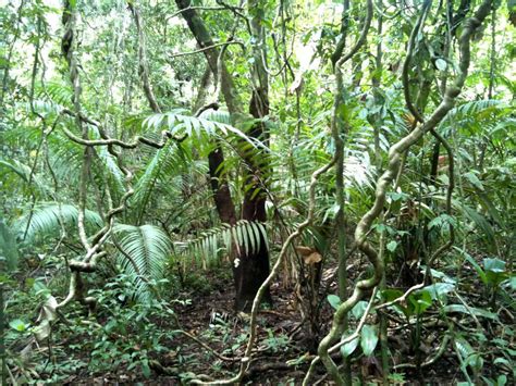 Plant Adaptations - Tropical Rain forest: Congo (Africa)