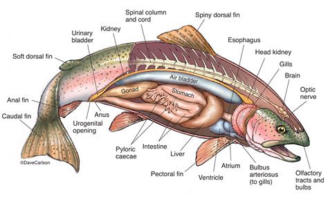 Bony Fish Anatomy - Rainbow Trout 2 | Carlson Stock Art