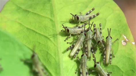 The nymph stage of the grasshopper life cycle on Vimeo