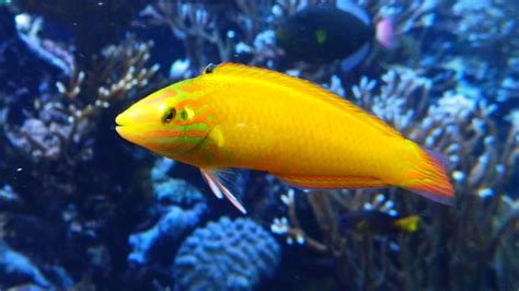 yellow reef safe fish | Reef2Reef