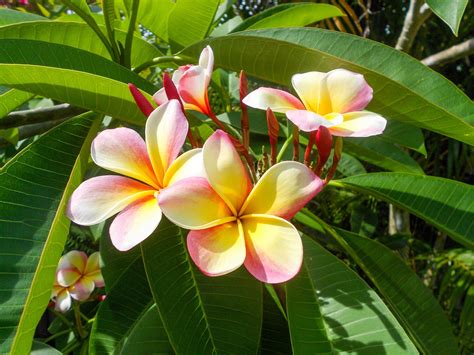 Small Flowering Trees South Florida Edition - RCH Landscaping